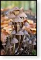 paddenstoel paddenstoelen paddestoel paddestoelen schimmel zwam schimmels zwammen hdr paddo paddos champignon champignons herfst najaar